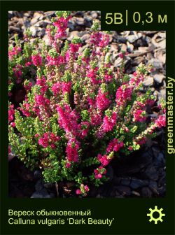 Изображение: вереск обыкновенный (calluna vulgaris) 'dark beauty'