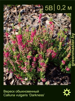 Изображение: вереск обыкновенный (calluna vulgaris) 'darkness'