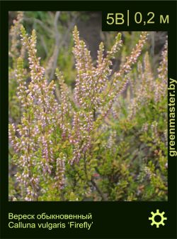 Изображение: вереск обыкновенный (calluna vulgaris) 'firefly'