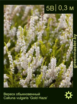 Изображение: вереск обыкновенный (calluna vulgaris) 'gold haze'