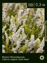 Изображение: вереск обыкновенный (calluna vulgaris) 'gold haze'