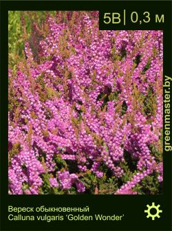 Изображение: вереск обыкновенный (calluna vulgaris) 'golden wonder'