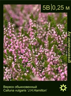 Изображение: вереск обыкновенный (calluna vulgaris) 'j.h.hamilton'