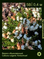 Изображение: вереск обыкновенный (calluna vulgaris) 'kinlochruel'