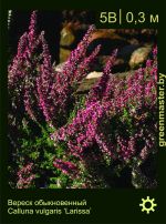 Изображение: вереск обыкновенный (calluna vulgaris) 'larissa'