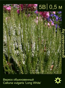 Изображение: вереск обыкновенный (calluna vulgaris) 'long white'