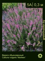 Изображение: вереск обыкновенный (calluna vulgaris) 'marleen'