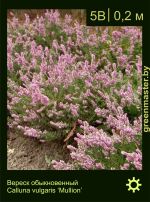 Изображение: вереск обыкновенный (calluna vulgaris) 'mullion'