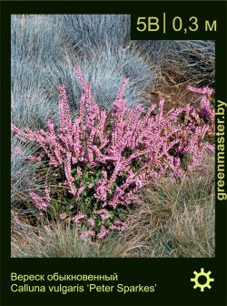 Изображение: вереск обыкновенный (calluna vulgaris) 'peter sparkes'