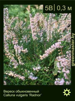 Изображение: вереск обыкновенный (calluna vulgaris) 'radnor'