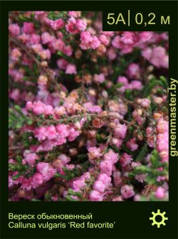 Изображение: вереск обыкновенный (calluna vulgaris) 'red favorite'