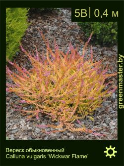 Изображение: вереск обыкновенный (calluna vulgaris) 'wickwar flame'