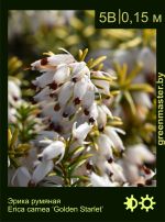 Изображение: эрика румяная (erica carnea) 'golden starlet'