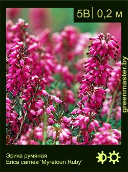 Изображение: эрика румяная (erica carnea) 'myretoun ruby'