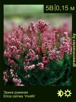 Изображение: эрика румяная (erica carnea) 'vivellii'