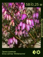 Изображение: эрика румяная (erica carnea) 'wintersonn'