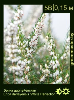 Изображение: эрика дарлейенская (erica × darleyensis) 'white perfection'