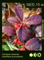 Изображение: голтерия лежачая (gaultheria procumbens)