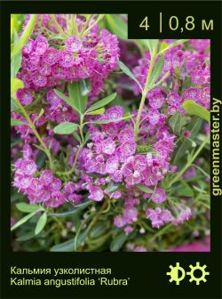 Изображение: кальмия узколистная (kalmia angustifolia) 'rubra'