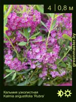 Изображение: кальмия узколистная (kalmia angustifolia) 'rubra'