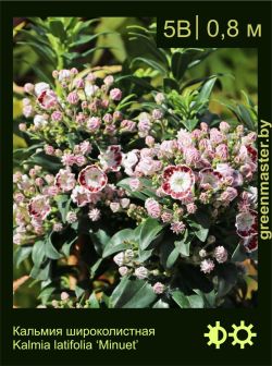 Изображение: кальмия широколистная (kalmia latifolia) 'minuet'