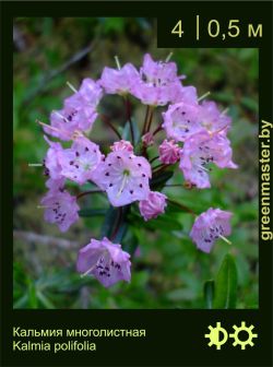 Изображение: кальмия многолистная (kalmia polifolia)