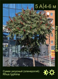 Изображение: сумах уксусный (rhus typhina)