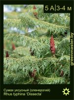 Изображение: сумах уксусный (rhus typhina) 'dissecta'