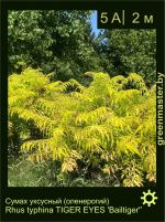 Изображение: сумах уксусный (rhus typhina) 'bailtiger'