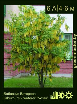 Изображение: бобовник ватерера  (laburnum × watereri) 'vossii'