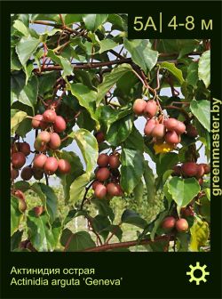 Изображение: актинидия острая (actinidia arguta) 'geneva'