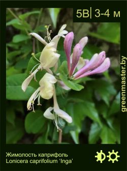 Изображение: жимолость каприфоль (lonicera caprifolium) 'inga'