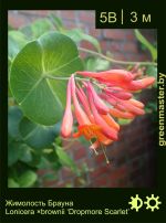 Изображение: жимолость Брауна (lonicera brownii) 'dropmore scarlet'