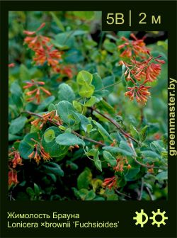 Изображение: жимолость Брауна (lonicera × brownii) 'fuchsioides'