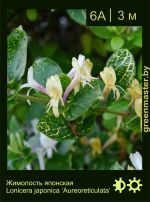 Изображение: жимолость японская (lonicera japonica) 'aureoreticulata'