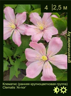 Изображение: клематис крупноцветковый (clematis × hybrida) 'ai-nor '