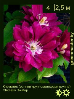 Изображение: клематис крупноцветковый (clematis × hybrida) 'akafuji'