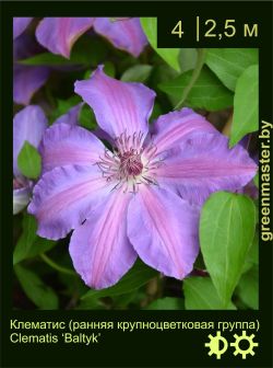 Изображение: клематис крупноцветковый (clematis × hybrida) 'baltyk'