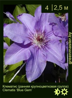 Изображение: клематис крупноцветковый (clematis × hybrida) 'blue gem'