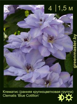 Изображение: клематис крупноцветковый (clematis × hybrida) 'blue cotillion'