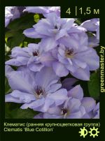 Изображение: клематис крупноцветковый (clematis hybrida) 'blue cotillion'