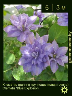 Изображение: клематис крупноцветковый (clematis × hybrida) 'blue explosion'