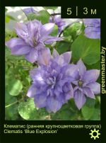 Изображение: клематис крупноцветковый (clematis hybrida) 'blue explosion'