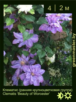 Изображение: клематис крупноцветковый (clematis × hybrida) 'beauty of worcester'