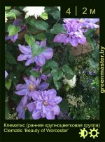 Изображение: клематис крупноцветковый (clematis hybrida) 'beauty of worcester'