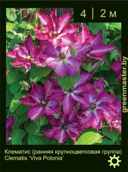 Изображение: клематис крупноцветковый (clematis × hybrida) 'viva polonia'