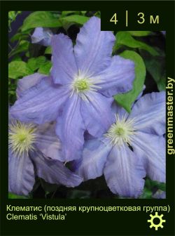 Изображение: клематис крупноцветковый (clematis × hybrida) 'vistula'