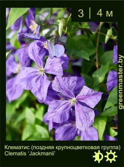 Изображение: клематис крупноцветковый (clematis × hybrida) 'jackmanii'