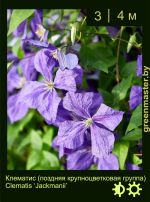 Изображение: клематис крупноцветковый (clematis hybrida) 'jackmanii'