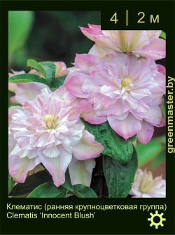 Изображение: клематис крупноцветковый (clematis × hybrida) 'innocent blush'